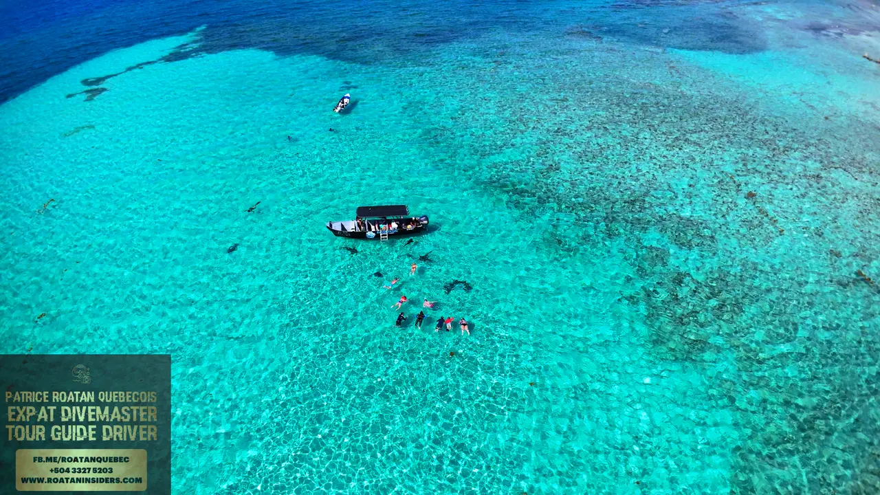 Nurse shark en liberté nageant près des voyageurs