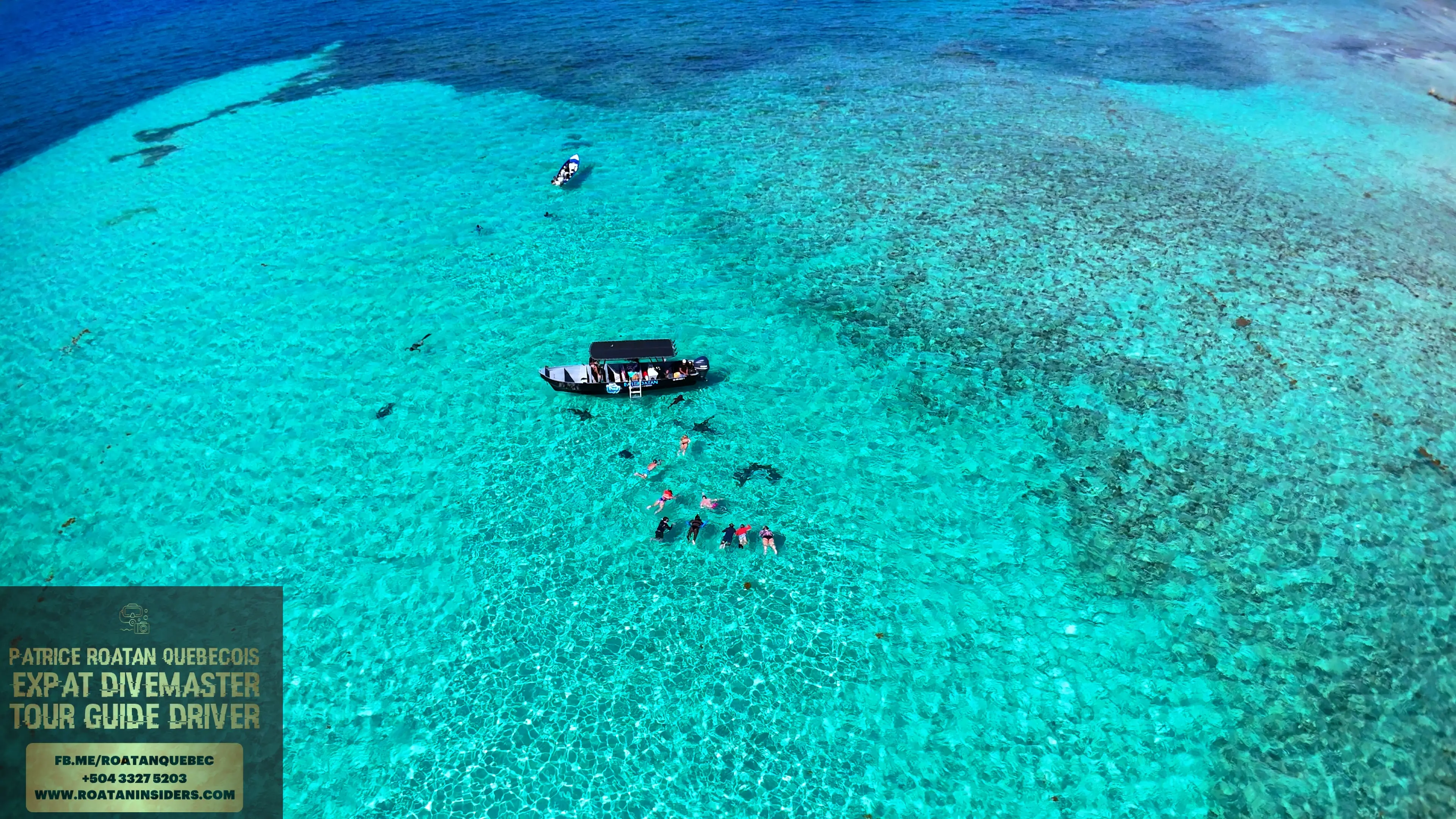 Nurse shark en liberté nageant près des voyageurs