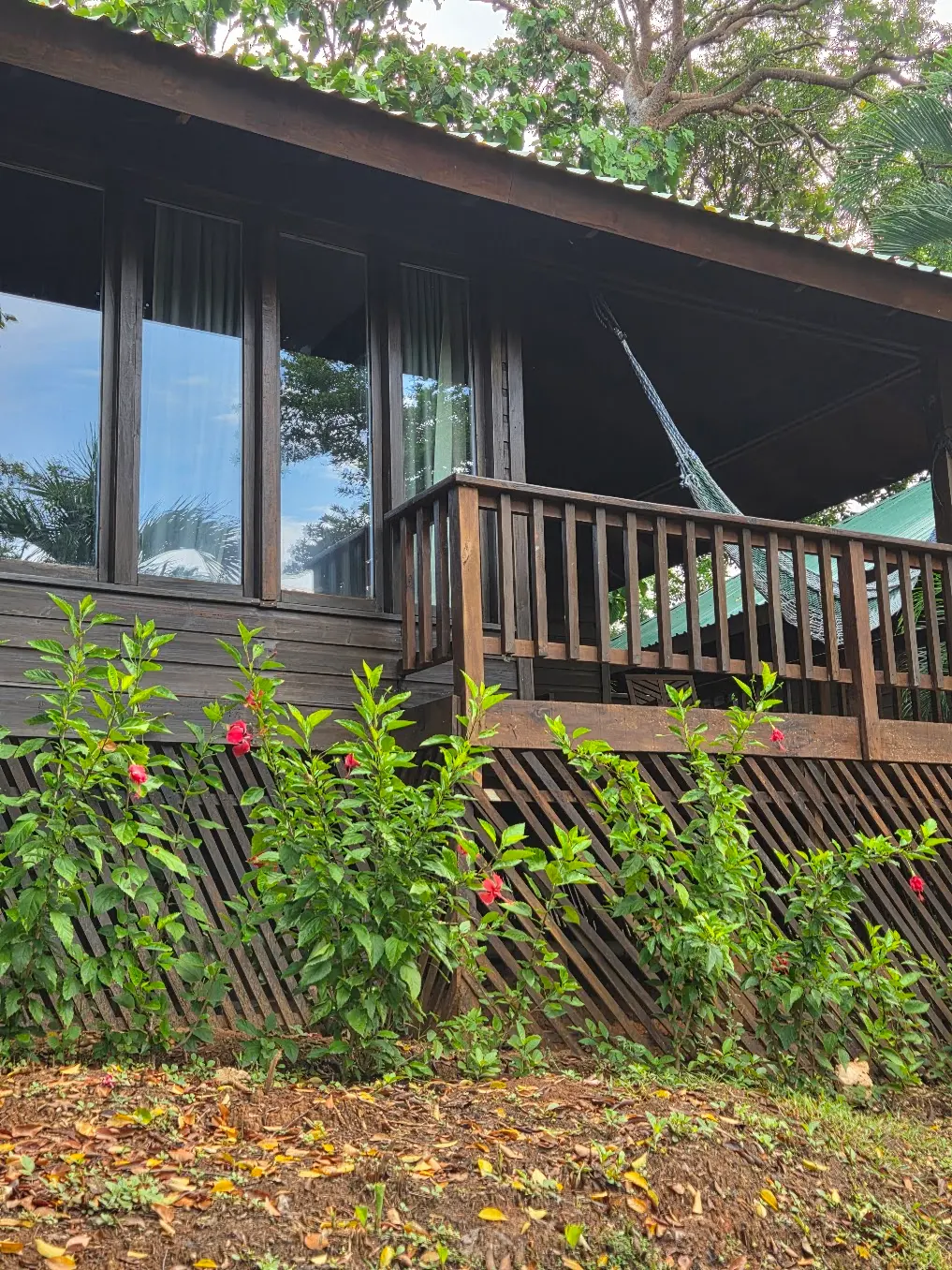 Bungalow en bois avec véranda, hamac et hibiscus rouges dans le jardin