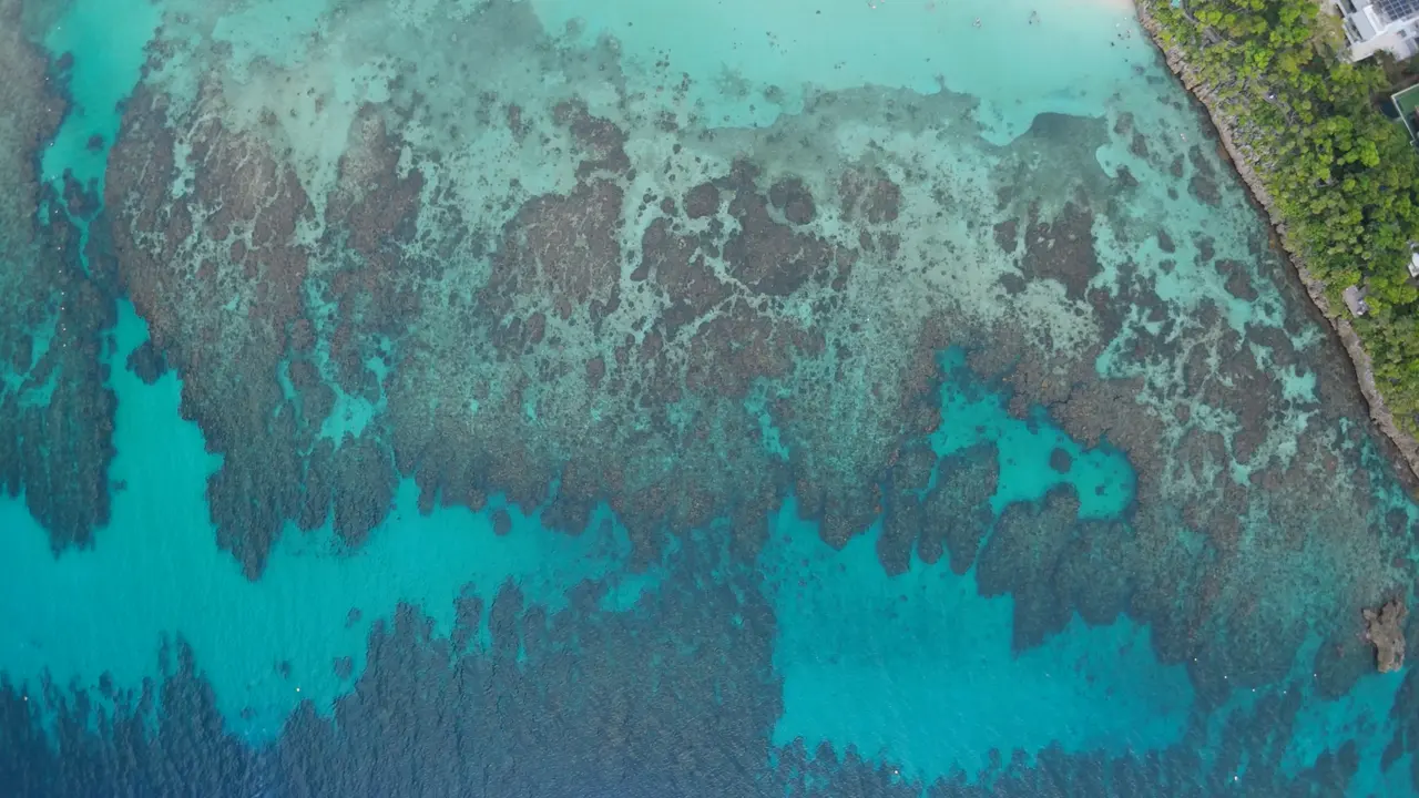 Snorkeling au Turtle Crossing — West Bay Roatán