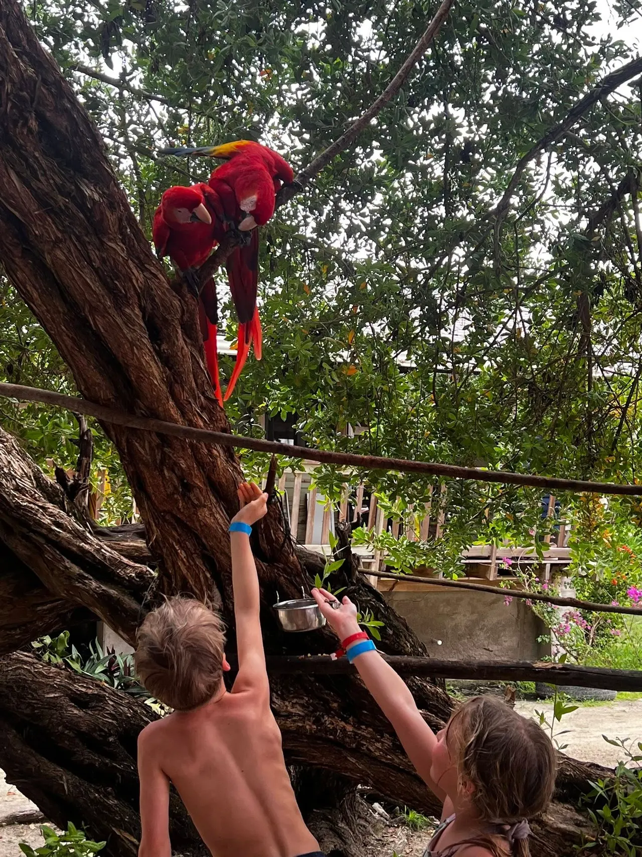 Ambiance rustique-tropicale de la Roatan Island Brewery