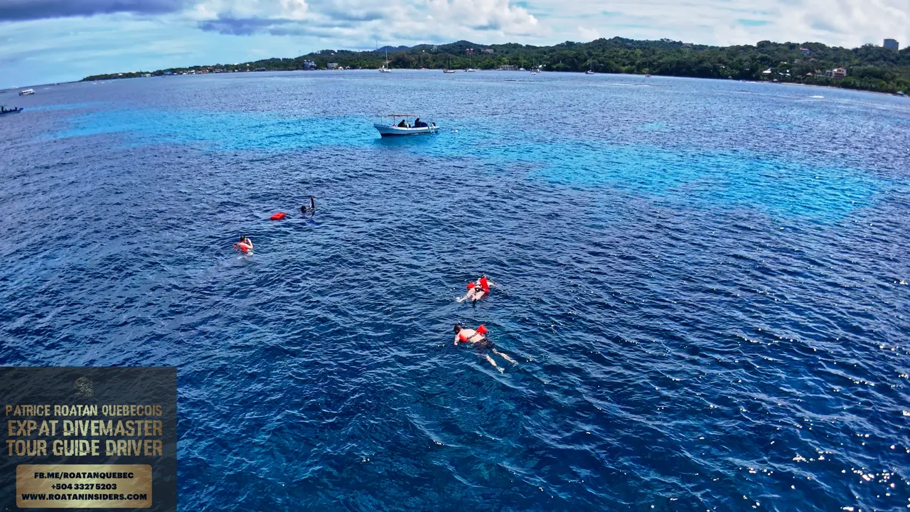 Poissons tropicaux sur le récif de West Bay Roatán
