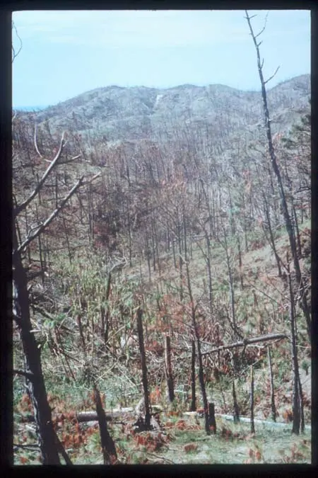 Photographie au sol de la forêt de Guanaja dépouillée par l’ouragan Mitch, fin 1998