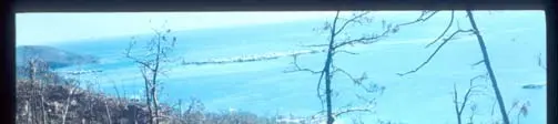 Photographie au sol de la forêt de Guanaja dépouillée par l’ouragan Mitch, fin 1998