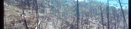 Photographie au sol de la forêt de Guanaja dépouillée par l’ouragan Mitch, fin 1998