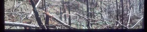 Photographie au sol de la forêt de Guanaja dépouillée par l’ouragan Mitch, fin 1998