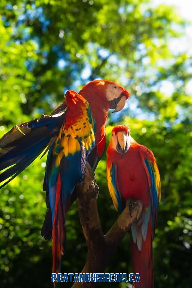 Trois aras rouges perchés sur une branche à Gumbalimba Park, Roatán