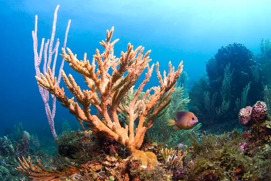 A colorful coral reef near Roatán, one of the dive sites reachable from Naboo