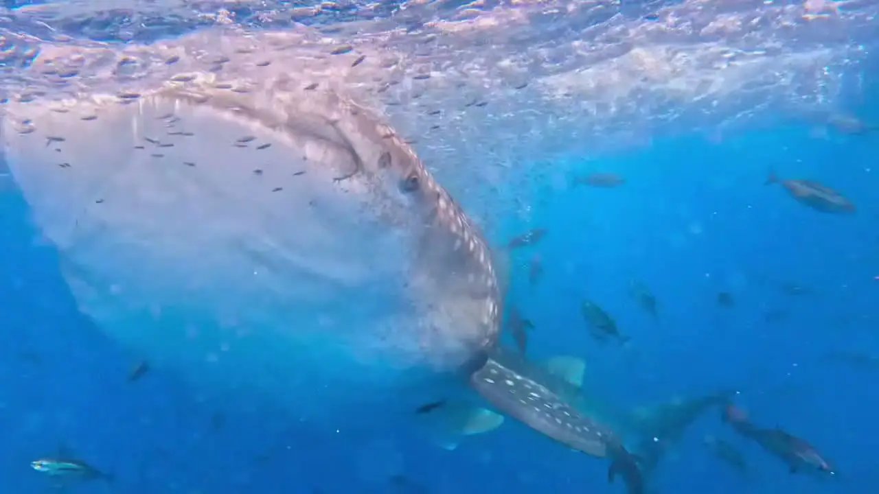 Le flanc tacheté du requin-baleine et sa nageoire pectorale, dans l’eau bleue