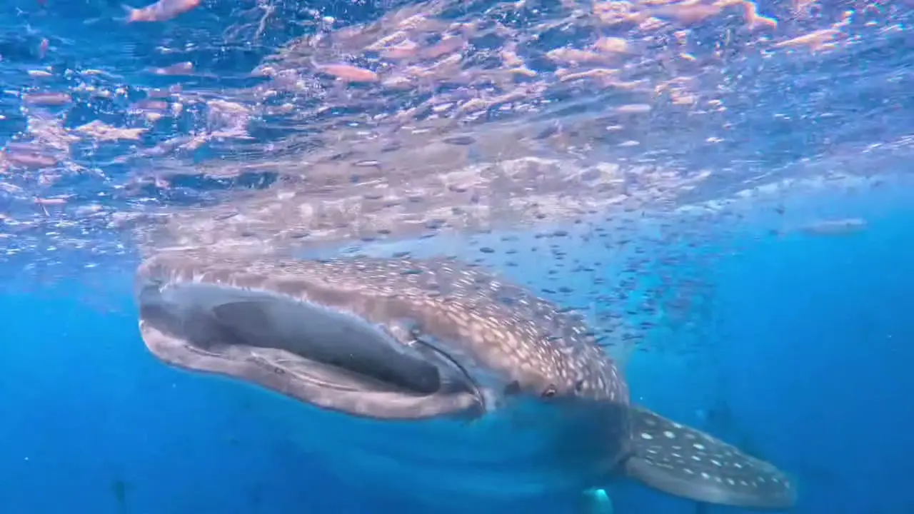 Le même requin-baleine de trois quarts, gueule ouverte, sous un banc de poissons