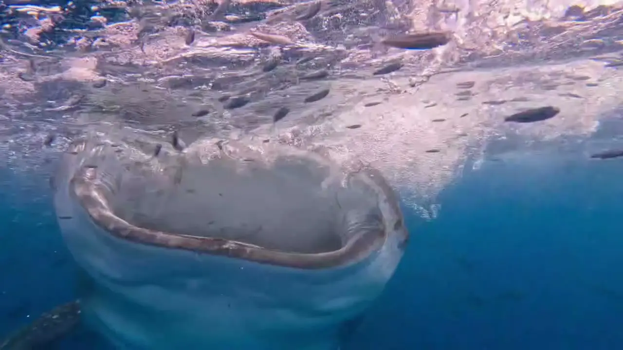 Le requin-baleine gueule grande ouverte, vu de face, en train de filtrer l’eau