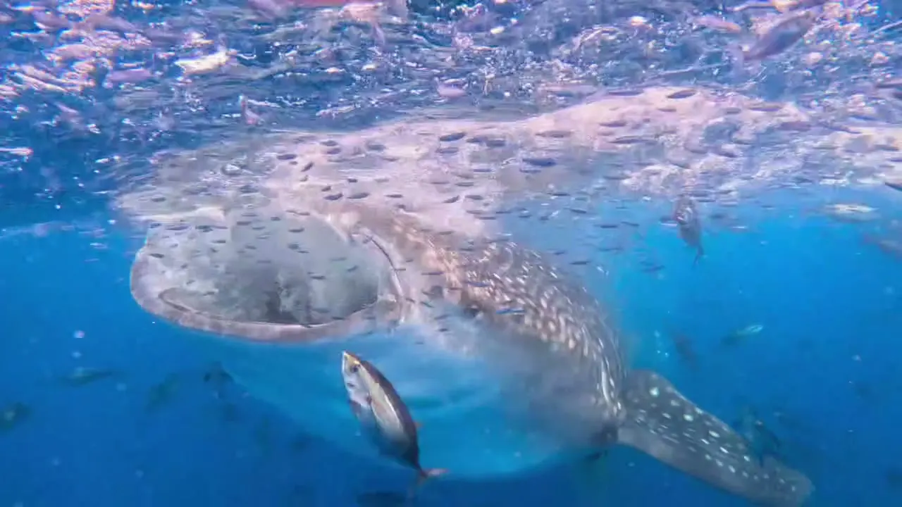 Un requin-baleine gueule ouverte à Roatán, au milieu d’un banc de poissons, un poisson isolé net au premier plan
