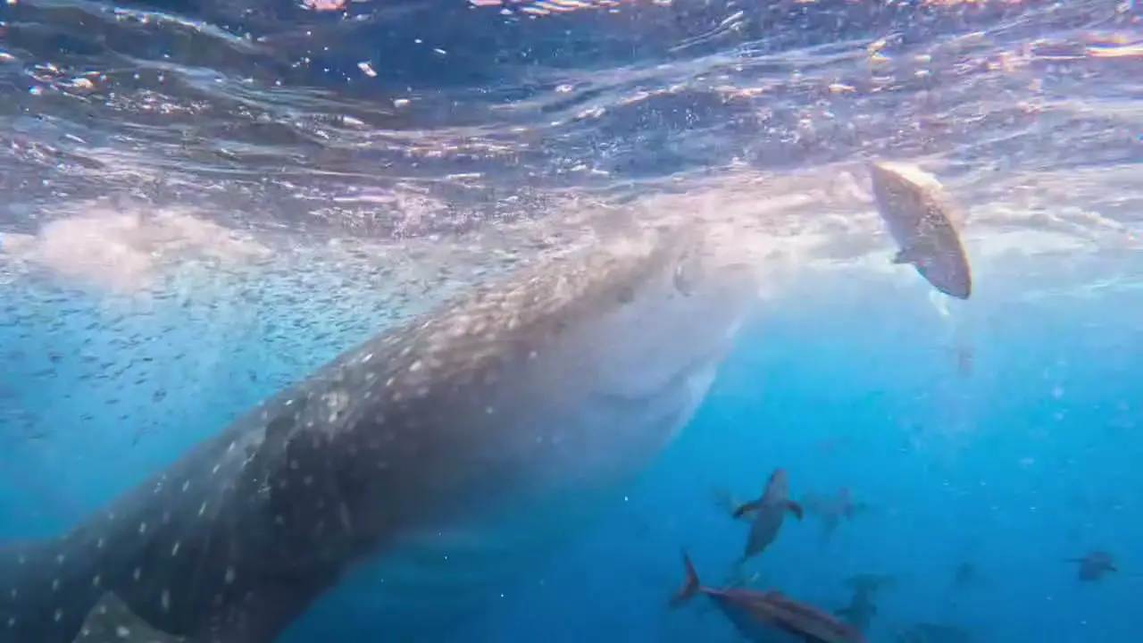Le requin-baleine s’éloigne sous la surface, flanc tacheté et banc de poissons autour