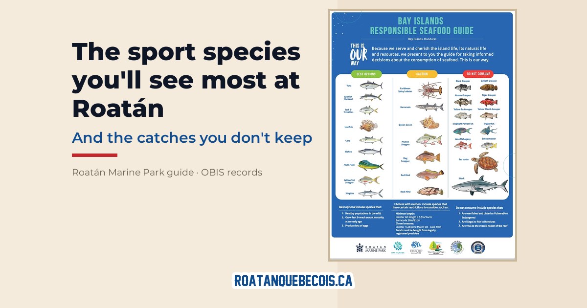 Roatán fishery slate showing the species you see most, and the ones you cannot keep