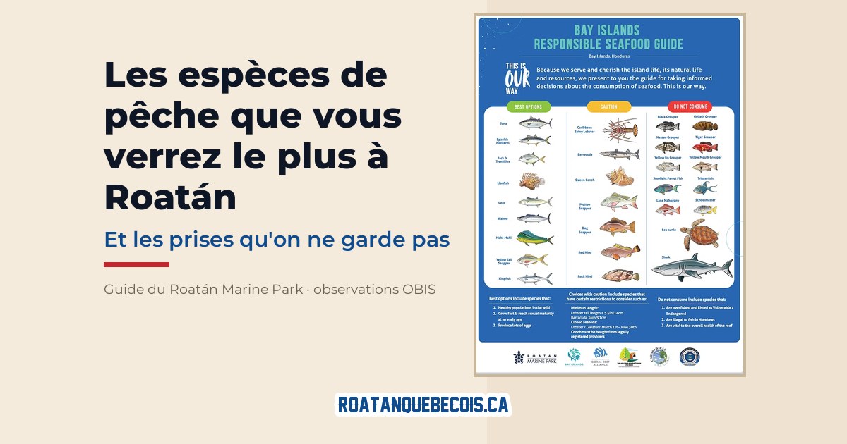 Ardoise des espèces de pêche de Roatán, avec celles qu’il est interdit de garder